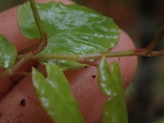 Muehlenbeckia complexa grandifolia