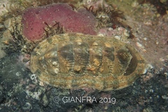Rhyssoplax olivacea