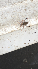Leptoglossus occidentalis