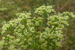 Peucedanum alsaticum