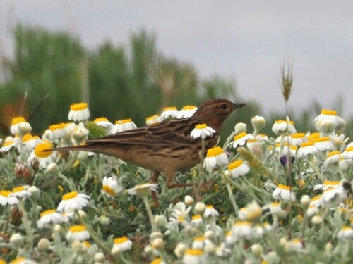 Bisbita gorjirrojo (Anthus cervinus)