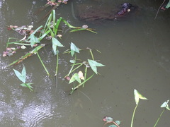 Sagittaria sagittifolia