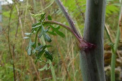 Peucedanum alsaticum
