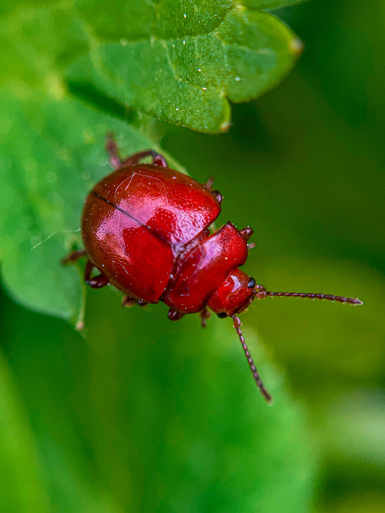 Chrysolina blanchei