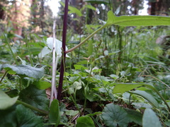 Botrychium simplex compositum