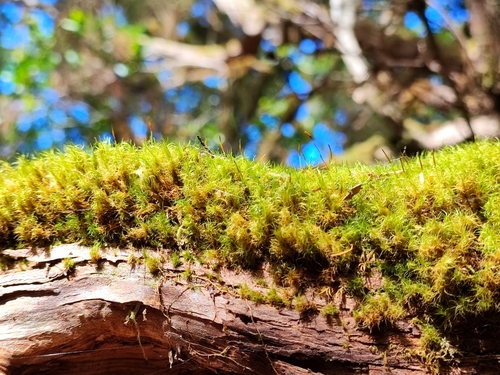 Dicranum scottianum observed 2025-03-21