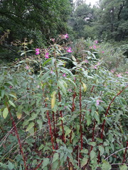 Impatiens glandulifera