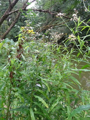 Jacobaea paludosa paludosa