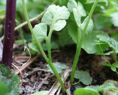 Botrychium simplex compositum