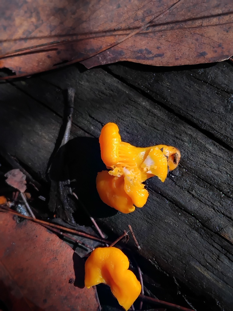 Cantharellus concinnus · May 2025 · photo: © sofiazed1 (iNaturalist, cc-by)