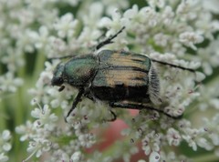 Trichiotinus affinis