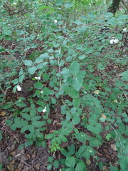 Symphoricarpos albus