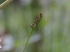 Botrychium simplex compositum