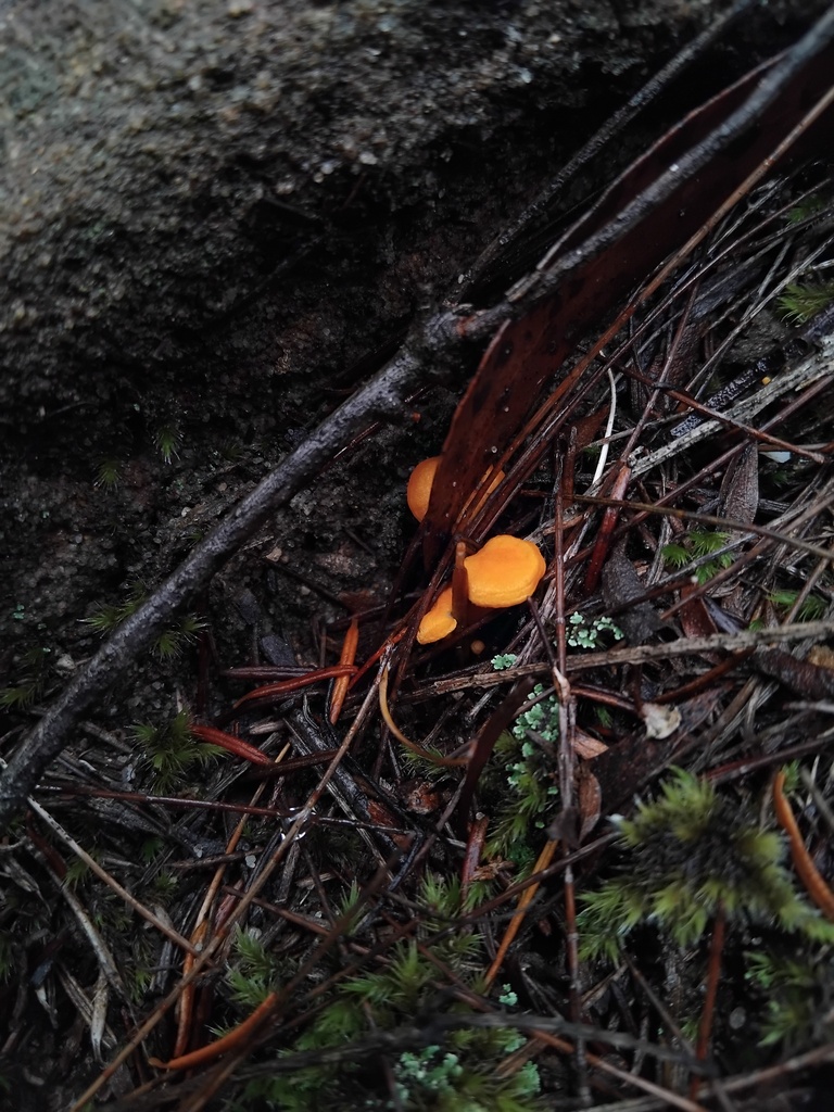 Cantharellus concinnus · May 2025 · photo: © sofiazed1 (iNaturalist, cc-by)