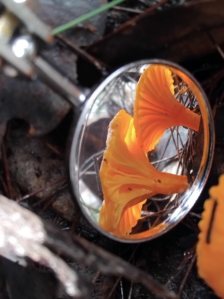 Cantharellus concinnus · May 2025 · photo: © sofiazed1 (iNaturalist, cc-by)