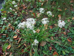 Allium canadense
