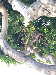 Streptopelia decaocto