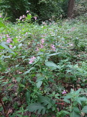 Impatiens glandulifera