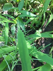 Paspalum repens