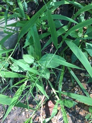 Paspalum repens