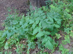 Angelica archangelica