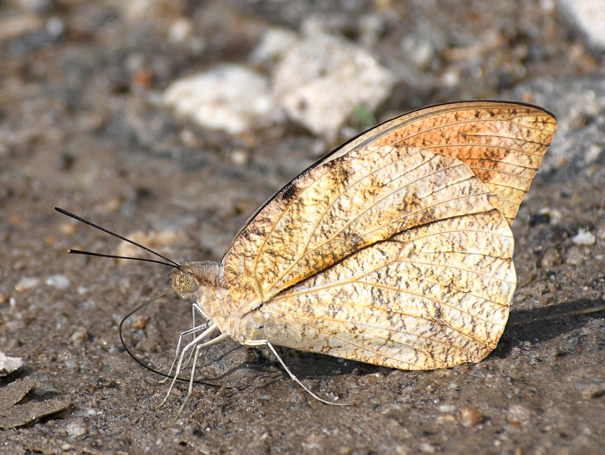 Great Orange-Tip