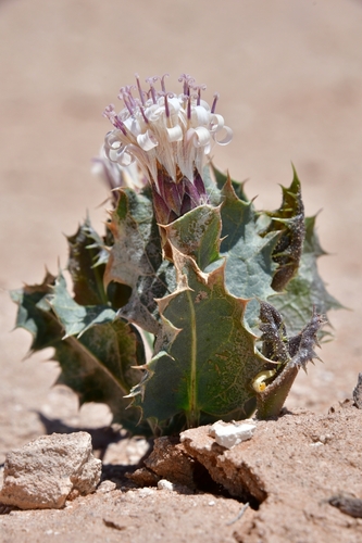 Acourtia nana (A.Gray) Reveal & R.M.King