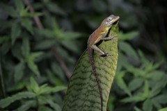 Anolis richardii