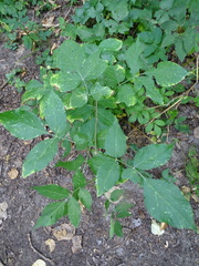 Sambucus nigra