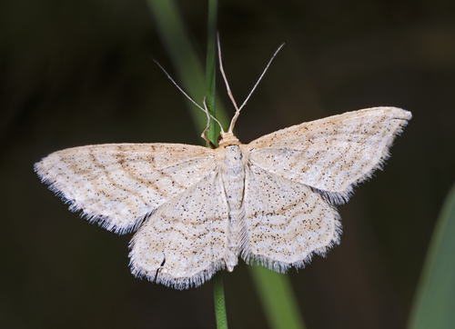 Idaea antiquaria