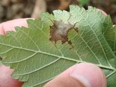 Stegophora ulmea