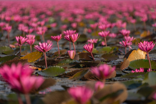 Nymphaea rubra