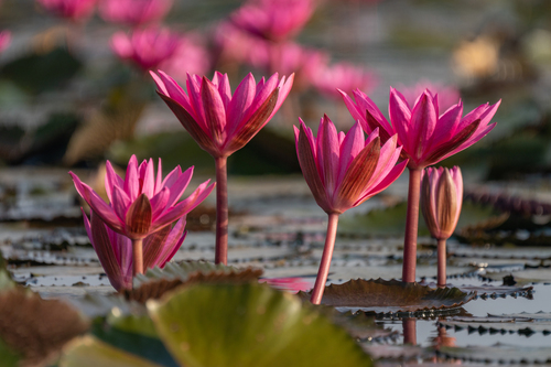 Nymphaea rubra