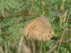 Pindis squamistriga