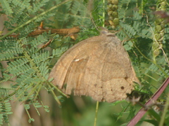 Pindis squamistriga