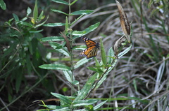 Danaus plexippus