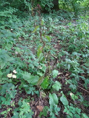 Rumex obtusifolius