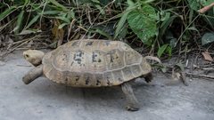 Indotestudo elongata