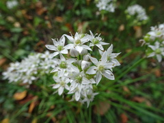 Allium canadense