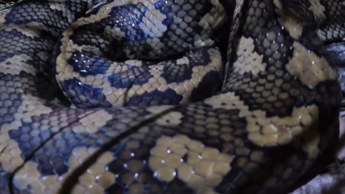 Coastal Carpet Python sighting