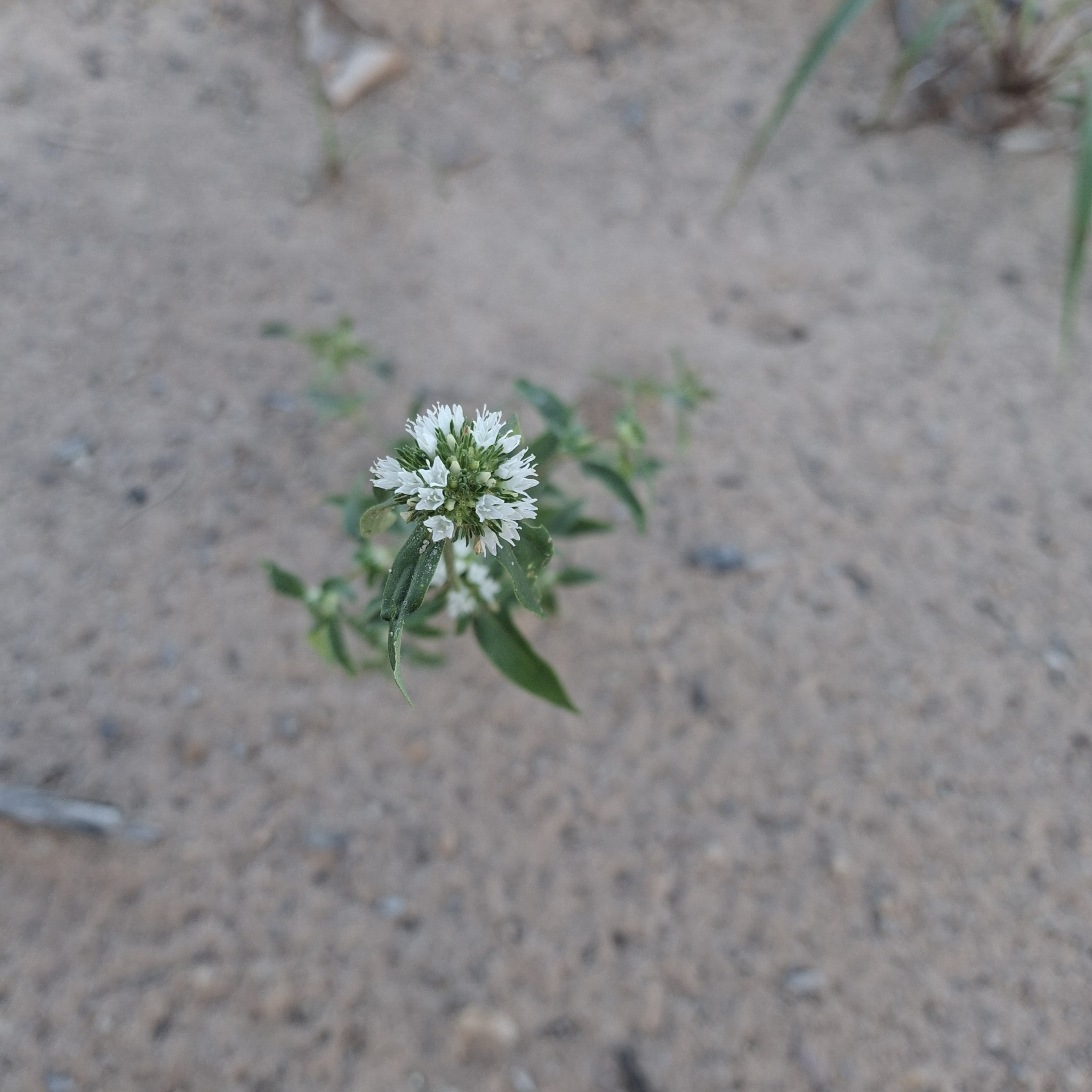Spermacoce verticillata