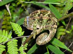 Calumma crypticum