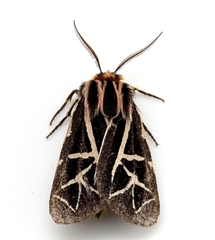 Apantesis williamsii