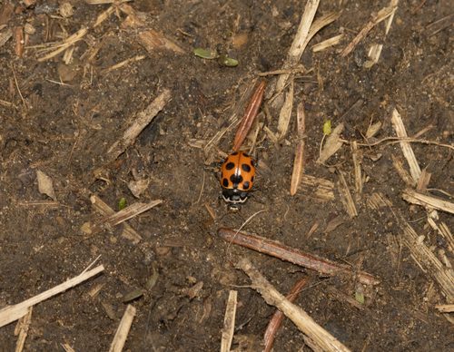 Notated Lady Beetle, Сколівський район, Львівська область, Україна, photo 10 of 10