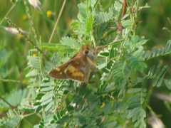 Lon melane vitellina