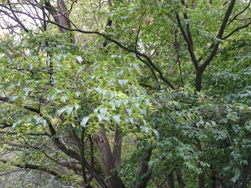 Pyramidal European Hornbeam