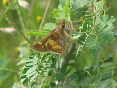 Lon melane vitellina