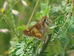 Lon melane vitellina