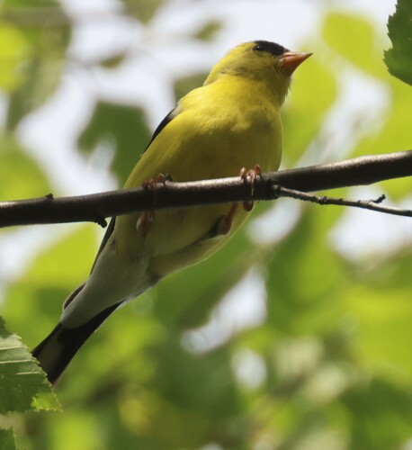 iNaturalist observation 2025-05-17