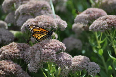 Danaus plexippus